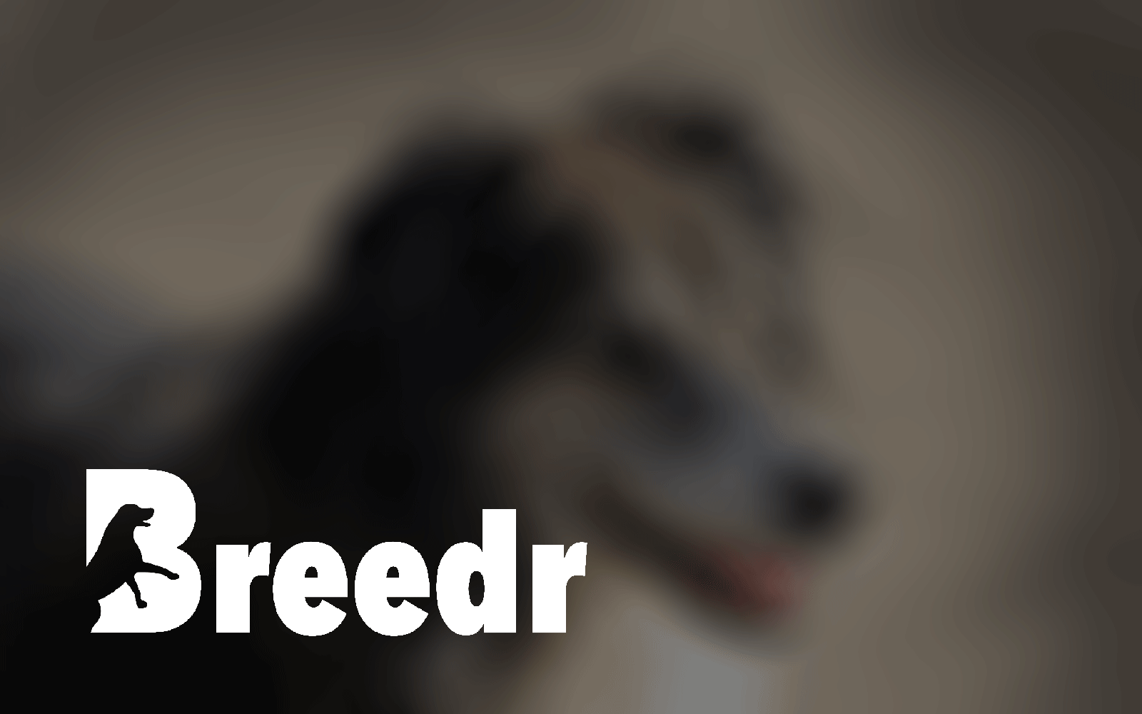 breedr-page-featured-image